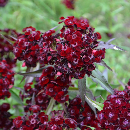 Hvozdík bradatý Sweet Black Cherry F1 - Dianthus barbatus - prodej semen - 20 ks