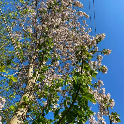 Paulovnie protáhlá - Paulownia elongata - prodej semen - 15 ks