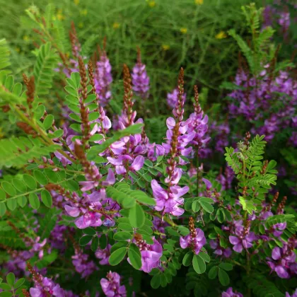 Indigovník barvířský - Indigofera tinctoria - prodej semen - 7 ks