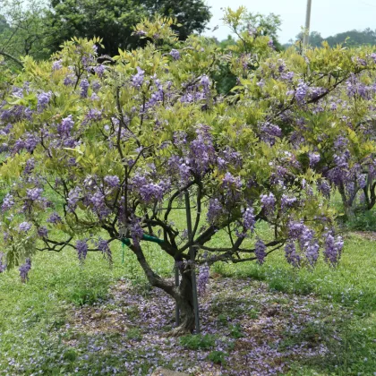 Vistárie čínská - Wisteria sinensis - prodej semen - 2 ks