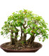 Fíkovník posvátný - Ficus religiosa - prodej semen - 5 ks