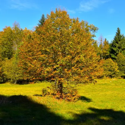 Buk lesní - Fagus sylvatica - prodej semen - 7 ks