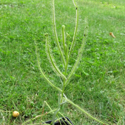 Semínka rosnatky - Drosera indica - Rosnatka indická - prodej semen - 15 ks
