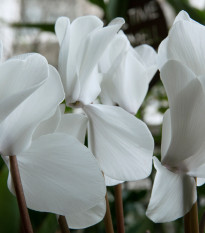 Brambořík perský Halios Pure White F1 - Cyclamen persicum - semena bramboříku - 6 ks