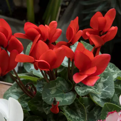 Brambořík perský Halios Bright Scarlet F1 - Cyclamen persicum - semena bramboříku - 6 ks