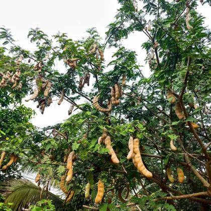 Tamarind indický - Tamarindus indica - prodej semen - 5 ks