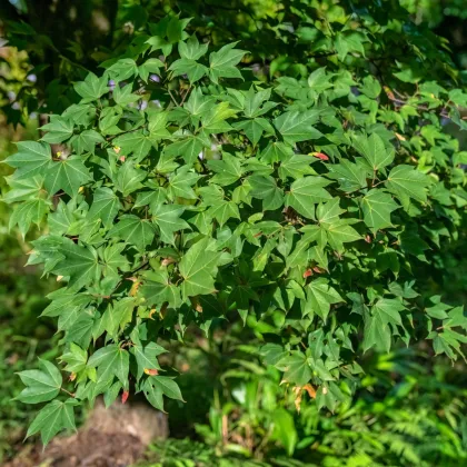 Ambroň západní -  Liquidambar formosana - prodej semen - 10 ks