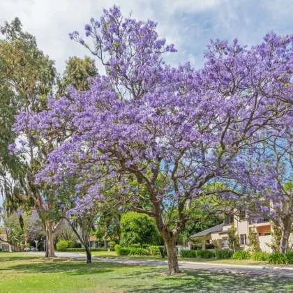 Žakaranda mimózolistá - Jacaranda mimosifolia - prodej semen - 6 ks