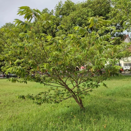 Třešeň jamajská - Muntingia calabura - prodej semen - 6 ks