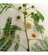 Divoká mimóza - Leucaena leucocephala - prodej semen - 7 ks