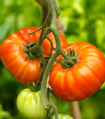 Rajče Gigantomo F1 - Solanum lycopersicum - prodej semen - 5 ks