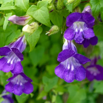 Asarina pnoucí Mystic Purple - Asarina scandens - prodej semen - 20 ks