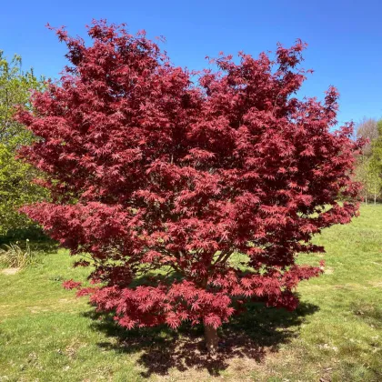 Javor červený - Acer rubrum - prodej semen - 5 ks