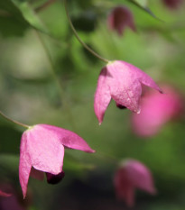 Rodochiton Purple Bells - Rhodochiton atrosanguinemum - prodej semen - 6 ks