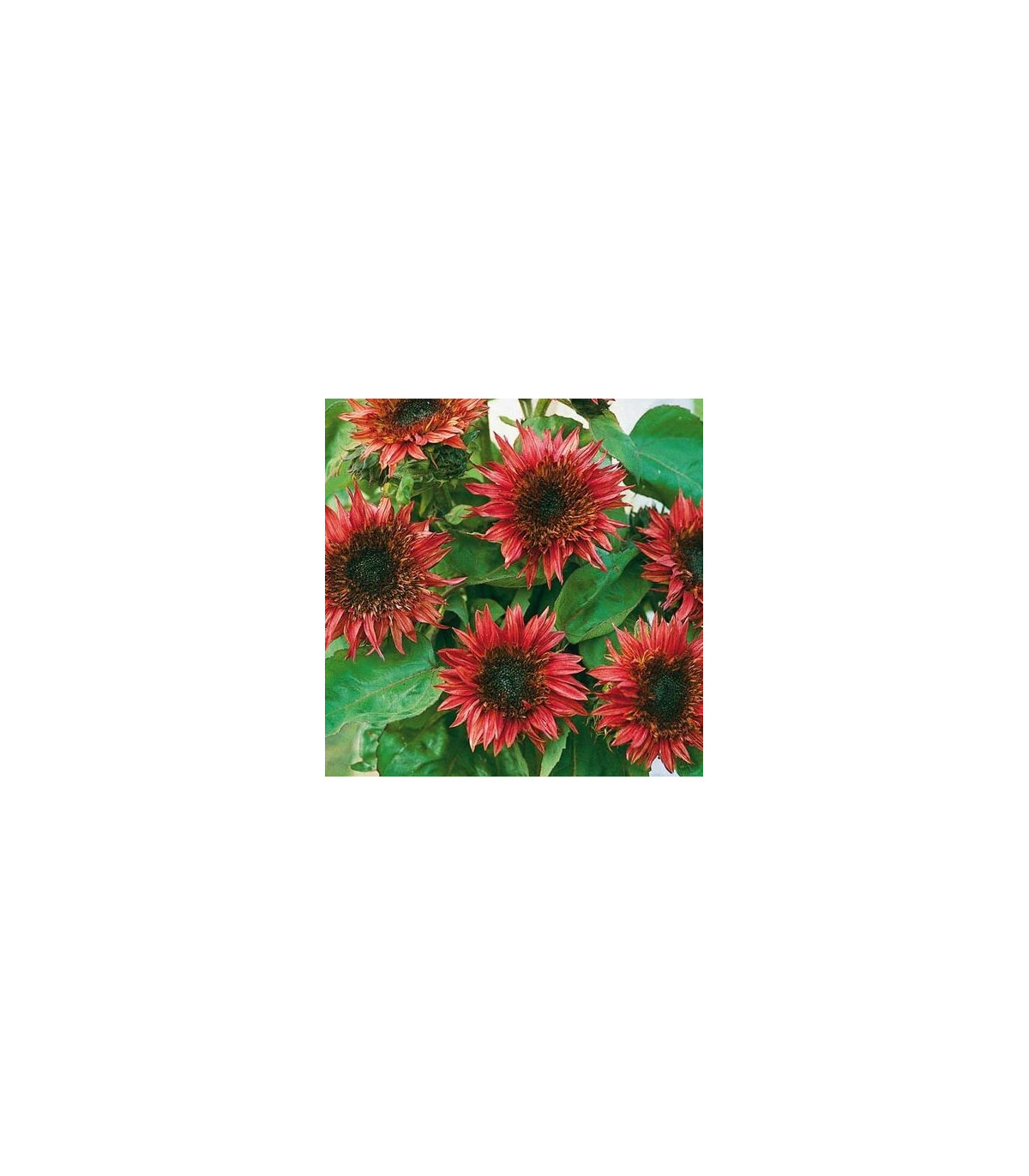 Slunečnice roční F1 červená Double dandy - Helianthus annuus - prodej semen - 6 ks