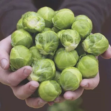 BIO Kapusta růžičková Hemera F1 - Brassica oleracea - prodej bio semen - 20 ks