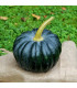 BIO Dýně Black Futsu - Cucurbita moschata - prodej bio semen - 7 ks