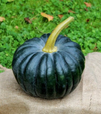 BIO Dýně Black Futsu - Cucurbita moschata - prodej bio semen - 7 ks