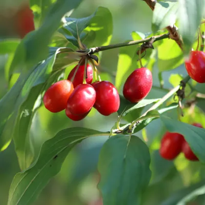 Dřín obecný - Cornus mas - prodej semen - 3 ks