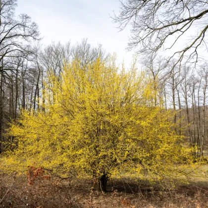 Dřín obecný - Cornus mas - prodej semen - 3 ks