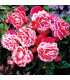 Begonie Camellia - Begonia - prodej cibulovin - 2 ks