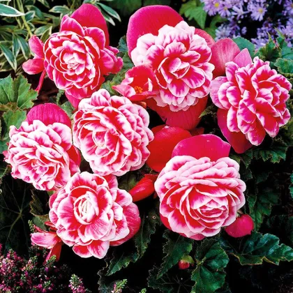 Begonie Camellia - Begonia - prodej cibulovin - 2 ks