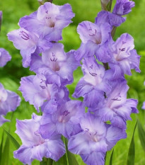 Gladiol Milka - Gladiolus - prodej cibulovin - 3 ks