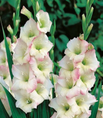 Gladiol Cream Perfection - Gladiolus - prodej cibulovin - 3 ks