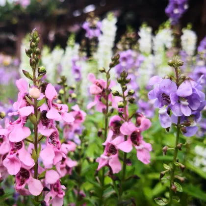 Angelonie směs barev - Angelonia angustifolia - prodej semen - 6 ks