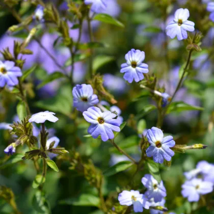 Broválie americká Blue Lady - Browallia americana - prodej semen - 20 ks