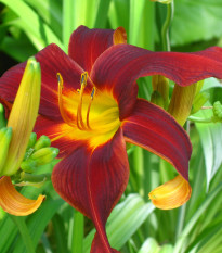 Denivka Black Prince - Hemerocallis - prodej cibulovin - 1 ks