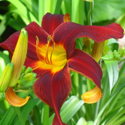 Denivka Black Prince - Hemerocallis - prodej cibulovin - 1 ks