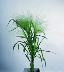 Proso prutnaté Fontaine - Panicum virgatum - prodej semen - 50 ks