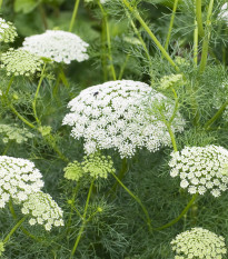 Pakmín Casablanca - Ammi visnaga - prodej semen - 50 ks