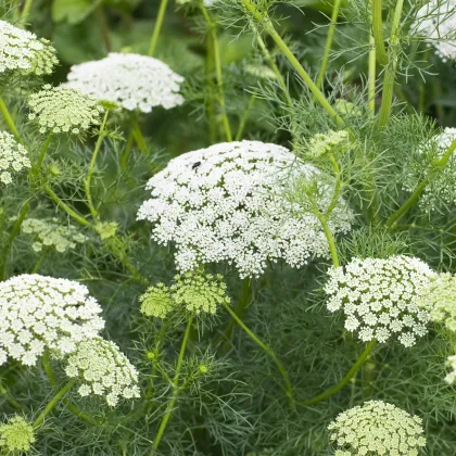 Pakmín Casablanca - Ammi visnaga - prodej semen - 50 ks