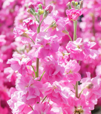 Fiala Iron Rose - Matthiola incana - prodej semen - 40 ks