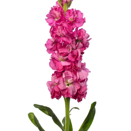 Fiala Iron Rose - Matthiola incana - prodej semen - 40 ks