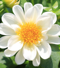 Jiřinka proměnlivá Figaro bílá - Dahlia variabilis - prodej semen - 20 ks