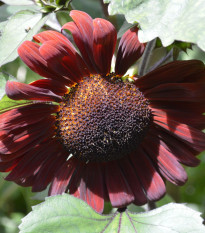 Slunečnice roční Claret - Helianthus annuus - prodej semen - 10 ks