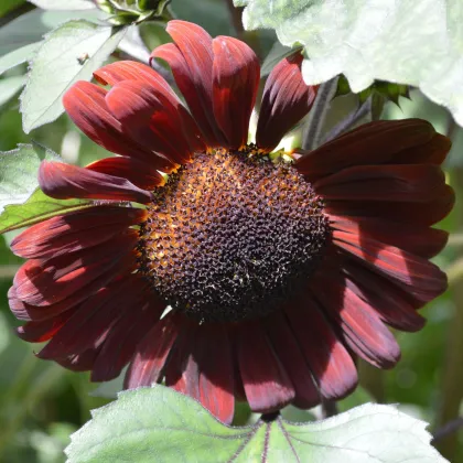 Slunečnice roční Claret F1 - Helianthus annuus - prodej semen - 10 ks