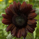 Slunečnice roční Claret - Helianthus annuus - prodej semen - 10 ks