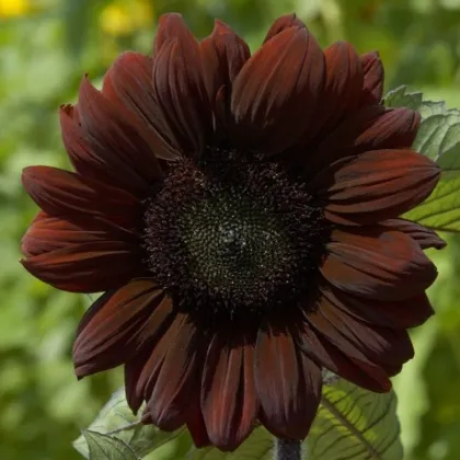 Slunečnice roční Claret F1 - Helianthus annuus - prodej semen - 10 ks