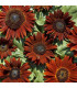 Slunečnice roční Ruby F1 - Helianthus annuus - prodej semen - 10 ks