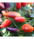 Chilli Rainbow fire - Capsicum frutescens - prodej semen - 6 ks