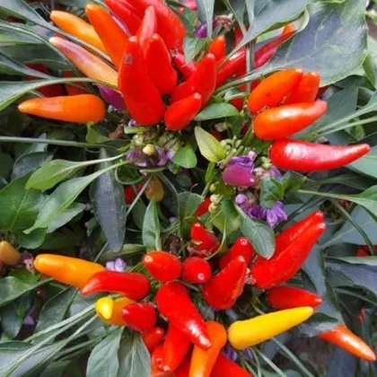 Chilli Rainbow fire - Capsicum frutescens - prodej semen - 6 ks