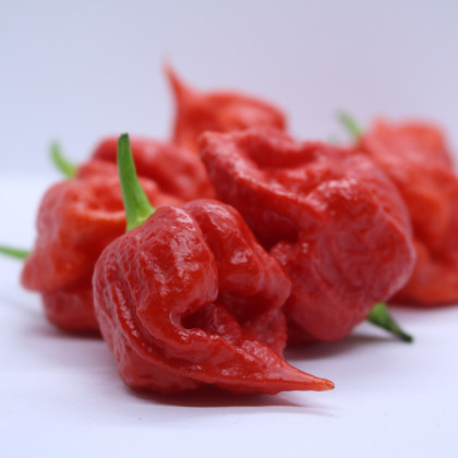 Chilli Apocalypse Red - Capsicum chinense - prodej semen - 5 ks