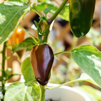 Chilli Jalapeno Brown - Capsicum annuum - prodej semen - 5 ks