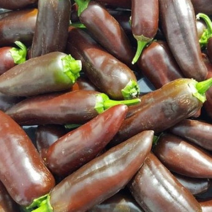 Chilli Jalapeno Brown - Capsicum annuum - prodej semen - 5 ks