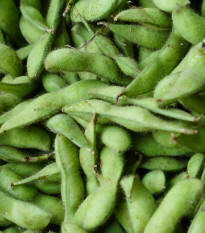 BIO Sója Edamame Chiba Green - Glycine max - prodej bio semen - 20 ks