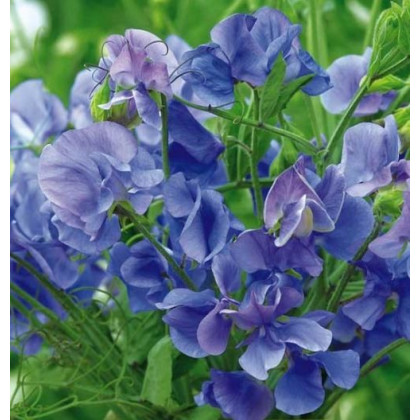 Hrachor pnoucí královský modrý - Lathyrus odoratus - prodej semen - 20 ks
